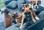 puppy boxer, Dieren en Toebehoren, Particulier, Overige rassen, 8 tot 15 weken, Buitenland