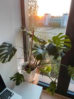 Monstera kamerplant, Ophalen, Overige soorten, Minder dan 100 cm