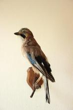 Taxidermie opgezette vlaamse gaai, Ophalen of Verzenden, Gebruikt, Vogel, Opgezet dier