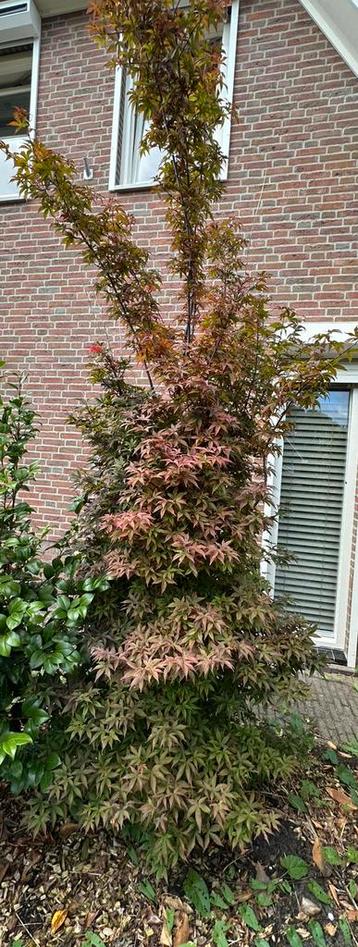 Volwassen Japanse Esdoorn (Acer palmatum) – ca. 2,5 meter beschikbaar voor biedingen