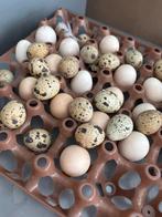 Verse kwartel eieren niet bevrust op dit moment, Dieren en Toebehoren, Pluimvee, Geslacht onbekend, Overige soorten