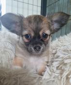 Wij mogen ons nest verlaten, Dieren en Toebehoren, Meerdere, Meerdere dieren, Chihuahua, Nederland