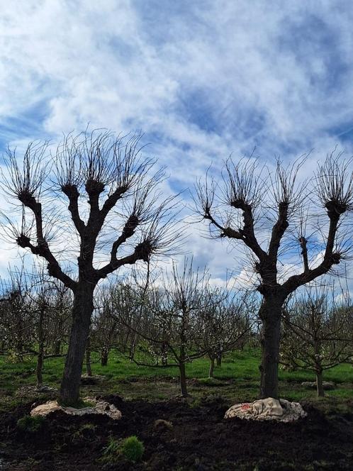 Leilindes 70 jaar, set van 2 stuks, Tuin en Terras, Planten | Bomen, Leiboom, 400 cm of meer, Ophalen of Verzenden