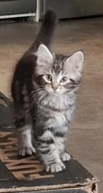 Main Coon Kittens, Meerdere dieren, Gechipt, 0 tot 2 jaar