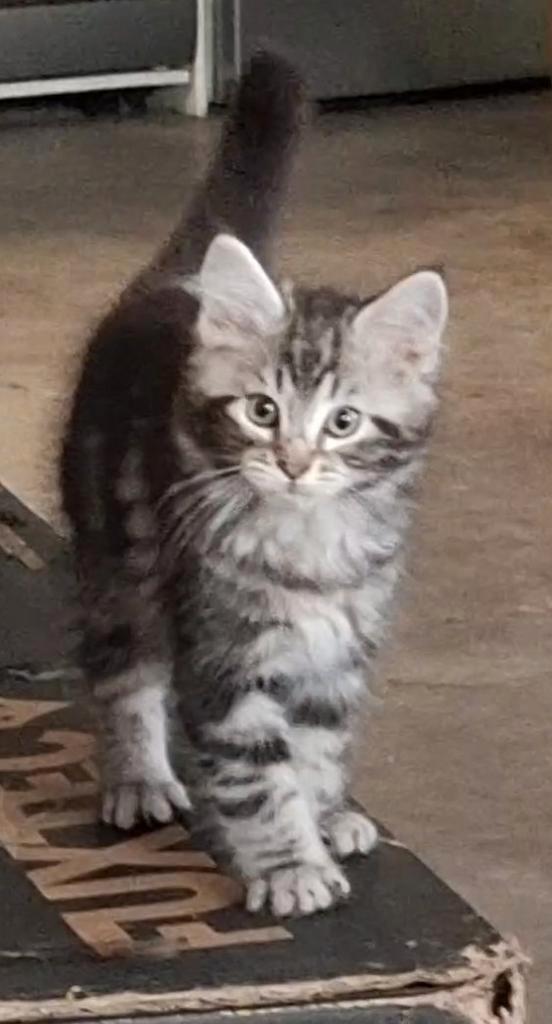 Main Coon Kittens, Dieren en Toebehoren, Katten en Kittens | Raskatten | Langhaar, Meerdere dieren, 0 tot 2 jaar, Gechipt, Ontwormd