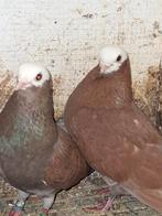 2 koppels BASKA'S.  ( VERKOCHT ), Dieren en Toebehoren, Vogels | Duiven, Meerdere dieren