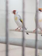 Majoor putters, Mannelijk, Wildzangvogel
