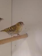 1-2 Europese sijs, Dieren en Toebehoren, Vogels | Overige Vogels, Meerdere dieren, Wildzangvogel, Geringd
