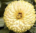 Goudsbloem Cream Beauty, Tuin en Terras, Bloembollen en Zaden, Ophalen of Verzenden, Volle zon