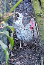 Friese hoen koekkoek haan 2025, Dieren en Toebehoren, Mannelijk, Kip