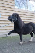 Verzorgpony’s aangeboden, Dieren en Toebehoren