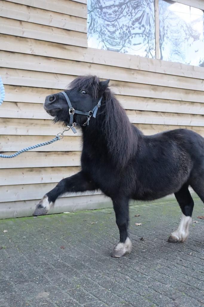 Verzorgpony’s aangeboden, Dieren en Toebehoren, Stalling en Weidegang