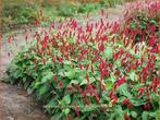 adderwortel rood, Vaste plant, Halfschaduw, Zomer, Ophalen