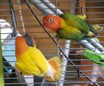 3 jonge fischeri agapornis lutino en opaline split lutino, Dieren en Toebehoren, Vogels | Parkieten en Papegaaien, Geslacht onbekend