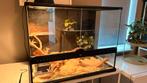 Exo Terra terrarium 60x45x45 zgan met leisteen achterwand, Ophalen, Zo goed als nieuw