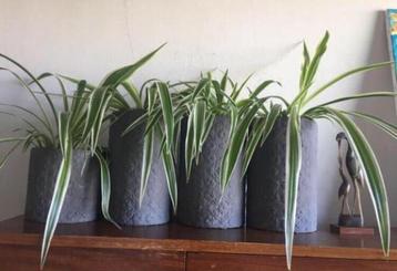 Vintage terracotta keramische bloempotten kamerplanten beschikbaar voor biedingen