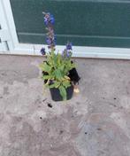 Salvia nemorosa 'marcus', Volle zon, Vaste plant, Lente, Ophalen