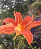 Bio Hemerocallis daglelie oranje bio tuinplanten stekjes, Overige soorten, Volle zon, Vaste plant, Ophalen of Verzenden