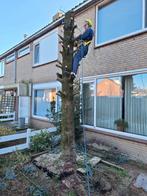 Bomen verwijderen,boom snoeien., Diensten en Vakmensen, Tuinmannen en Stratenmakers