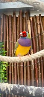 Div Gouldsamdine, Dieren en Toebehoren, Vogels | Overige Vogels, Meerdere dieren