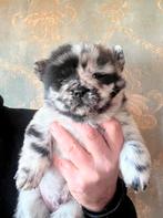 Chow Chow Mini Chow Teddy dog, Dieren en Toebehoren, Parvo, Overige rassen, 8 tot 15 weken, Meerdere