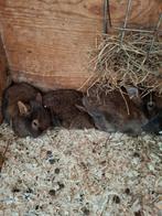 Konijntjes, Dieren en Toebehoren, Konijnen, Meerdere dieren