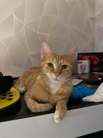 Poes 2 jaar, Dieren en Toebehoren, Poes, Gechipt