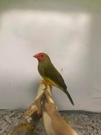 Binzen astrildes, Dieren en Toebehoren, Vogels | Overige Vogels, Meerdere dieren, Tropenvogel, Geringd