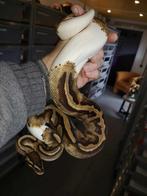 Ball python trio Ultramel piebald, Dieren en Toebehoren, Slang, Tam, 3 tot 6 jaar