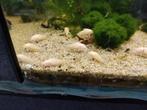 Corydoras albino per stuk 2.50 euro, Vis, Zoetwatervis, Schoolvis