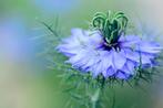 Bio zaden Juffertje-in-het-groen - Nigella damascena, Verzenden, Voorjaar, Volle zon, Zaad