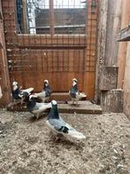 Irans hoogvliegers, Dieren en Toebehoren, Vogels | Duiven, Overige soorten