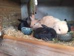 NHD Nederlandse Hangoor Dwerg konijntjes, Dieren en Toebehoren, Konijnen, Meerdere dieren, Dwerg, Hangoor