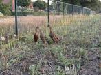 3 Loopeenden wildkleur, Dieren en Toebehoren, Pluimvee, Mannelijk, Eend