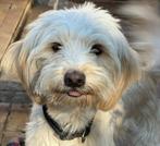 Bichon (mix?) Reu zoekt gouden mandje, Dieren en Toebehoren, Honden | Chihuahua's en Gezelschapshonden, Particulier, 1 tot 2 jaar