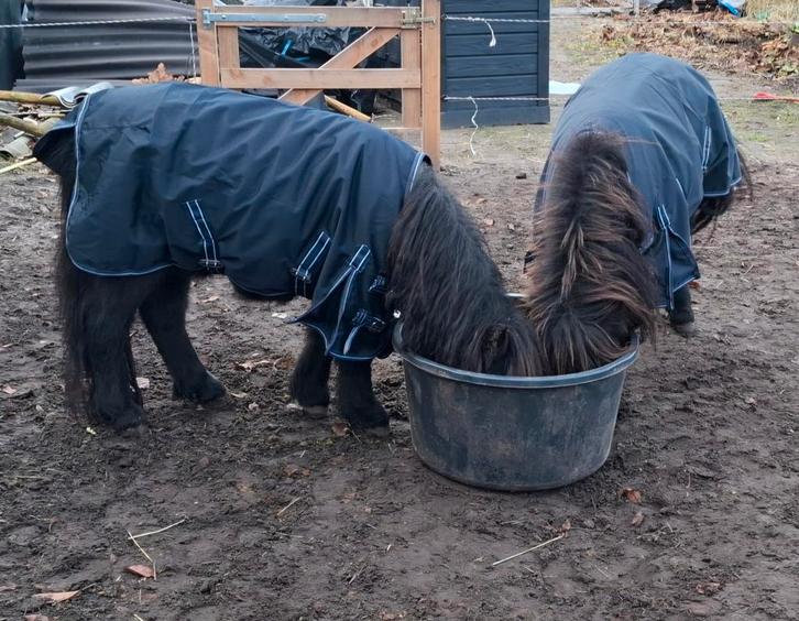 Shetlanders, Dieren en Toebehoren, Stalling en Weidegang