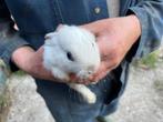 Konijntjes, Dieren en Toebehoren, Konijnen, Meerdere dieren, Middelgroot, Hangoor, 0 tot 2 jaar