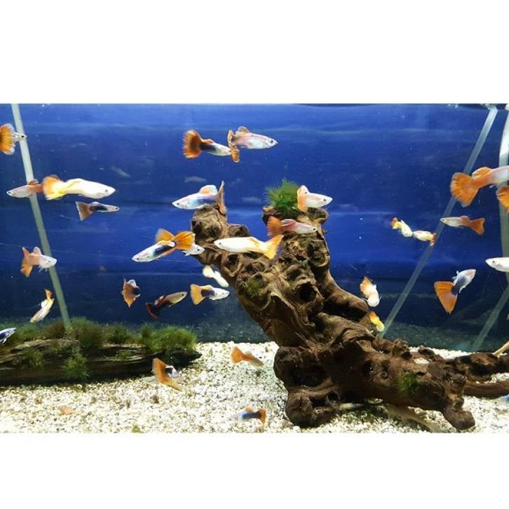 Guppys klein prijsje, Dieren en Toebehoren, Vissen | Aquariumvissen, Zoutwatervis, Vis