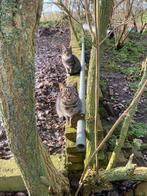 Twee boerderij poesjes, Dieren en Toebehoren, Kater