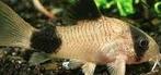 corydoras panda €3,95, Vis, Zoetwatervis