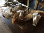 Buffelschedels , Skulls , Longhorn , hoorns , bison schedels, Huis en Inrichting, Woonaccessoires | Overige, Ophalen