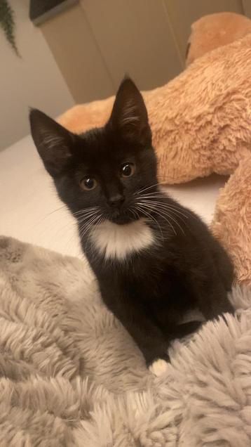 3 super lieve kittens beschikbaar voor biedingen