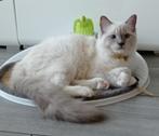 Ragdoll kittens met stamboom, direct meenemen, Meerdere dieren, Gechipt, 0 tot 2 jaar