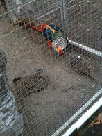 Te koop; 2 jonge bijna volwassen fazanten., Dieren en Toebehoren, Vogels | Overige Vogels, Geslacht onbekend