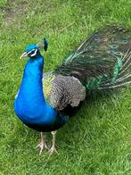 Pouw, Dieren en Toebehoren, Pluimvee, Mannelijk, Kip