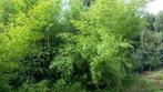 bamboe, zwarte bamboe, groene bamboe, goudgele bamboe, Overige soorten, Bloeit niet, Ophalen