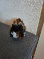 3 cavias zeugjes, Dieren en Toebehoren, Knaagdieren, December, Meerdere dieren, Cavia
