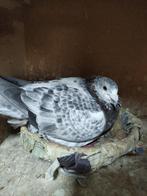 Postduiven schimmel doffer G Rotman!, Dieren en Toebehoren, Mannelijk, Postduif