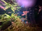 Volbloed short body tiger half moon guppen, Dieren en Toebehoren, Vissen | Aquariumvissen, Vis
