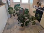 Monstera plant inclusief pot, Huis en Inrichting, Kamerplanten, Ophalen, Halfschaduw
